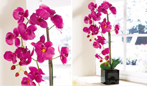 Pink Orchid Flower Arrangement